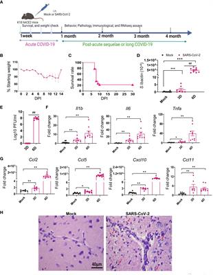 A murine model of post-acute neurological sequelae following SARS-CoV-2 variant infection